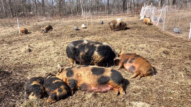 Kunekunes soaking up sunshine. Mar 11 2022 смотреть онлайн