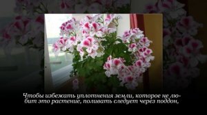 Особенности ухода за КОРОЛЕВСКОЙ ПЕЛАРГОНИЕЙ дома: полив, зимний покой, пересадка