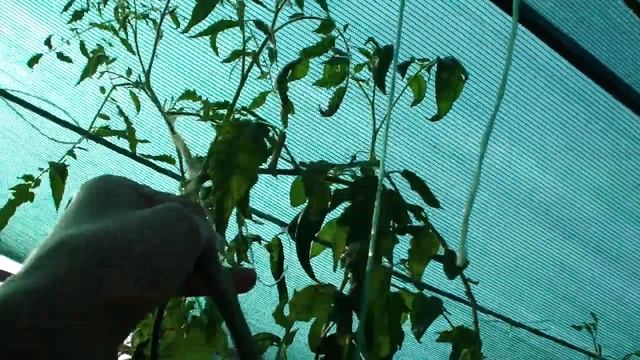 №51 "Оранжевая земляника". Сорта помидоров. Выращивание помидоров. Огород. Сад. Томаты. смотреть онлайн