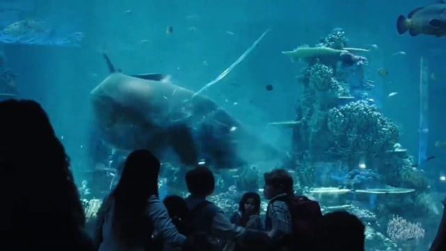 🦈АКУЛА ЗАЩИТИЛА МАЛЬЧИКА