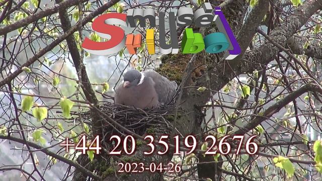 Pokalbis su sukčiais 2023 04 26 смотреть онлайн