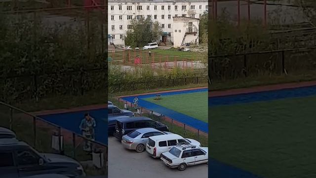 Как выгуливают собак в Якутске смотреть онлайн