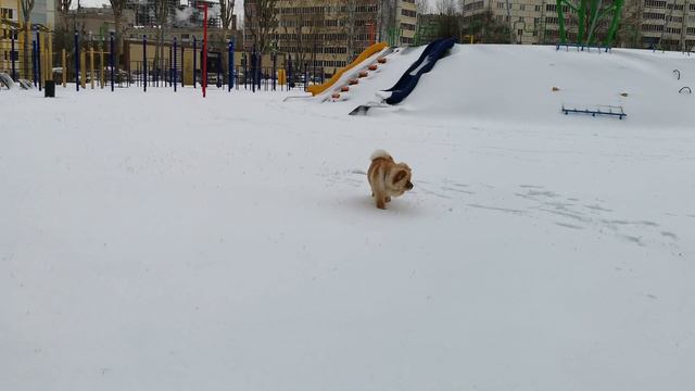 Чау-Чау Афина и Бисмарк(4) смотреть онлайн