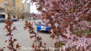 Цветение краснолистной сливы Писсарди. Pissardii. В Ужгороде цветёт декоративная слива "Писсарди".