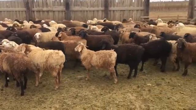 Овцы на продажу 400 голов. Курдючно-Мясные. смотреть онлайн