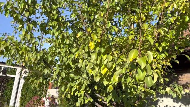 Сад в октябре .Уборка сада. Осенние преображение сада . смотреть онлайн