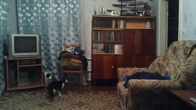 Кошка Педалька))) смотреть онлайн