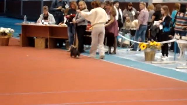 выставка собак лидер ит от 15.09.2013 http://zoofortuna.rusff.ru/ смотреть онлайн