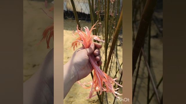 беседка из ивового прута, плетение из ивы Шверина, зона релакс. смотреть онлайн