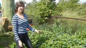 Батат.Очень сложно вырастить теплолюбивое растение в Сибири,но мы пробуем и...#батат #теплаягрядка.