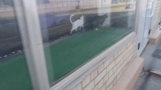 ptenchik go или куда сходить? | vlog, кото-кафе и котики, захватывающие сердца смотреть онлайн