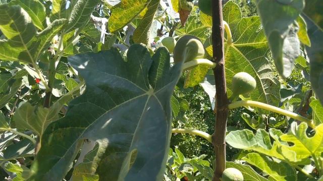 Инжир сорта Amen's Citron Fig