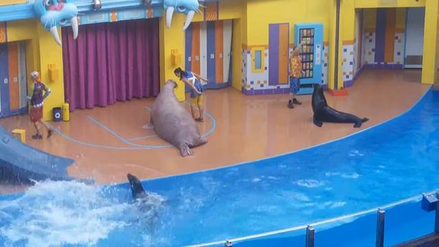 Шоу морских котиков смотреть онлайн