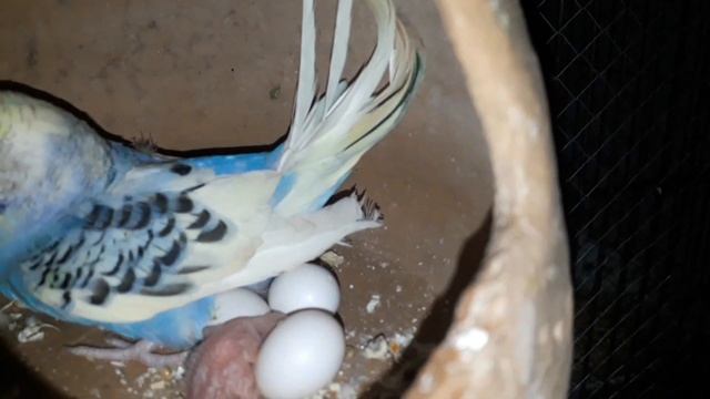 budgie colony breeding|budgies|budgie types|video no 20| #viral #youtube смотреть онлайн