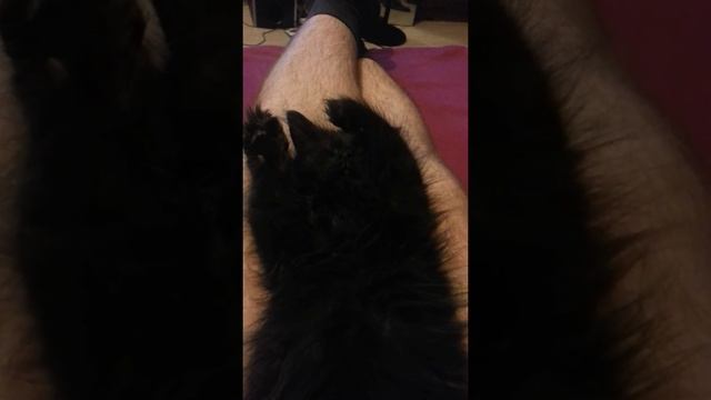 Кот спит и что то ему чудное снится смотреть онлайн