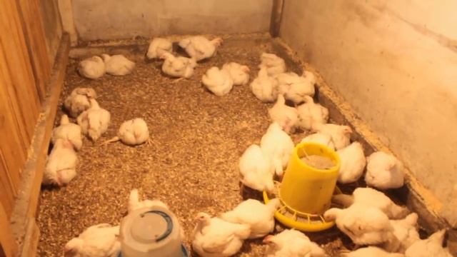 КАК Вырастить бройлеров в домашних условиях, 5 кг 8 недель смотреть онлайн