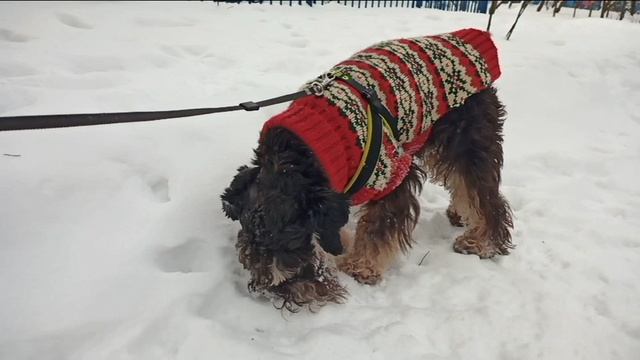 Тоби и красоты зима 2023 года