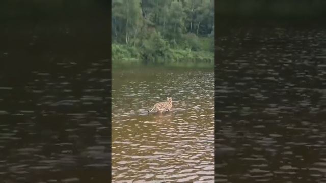 Домашний СЕРВАЛ в ДИКОЙ природе|Сервал, который гуляет сам по себе