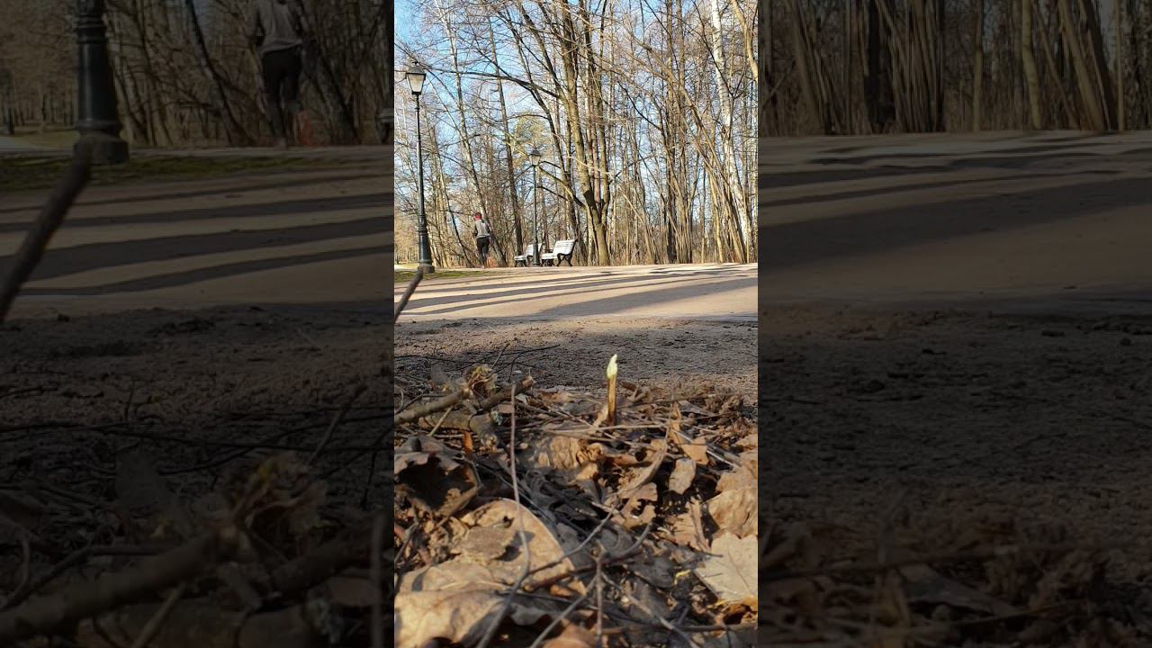 #бег #зож #тренировки #спорт #весна смотреть онлайн