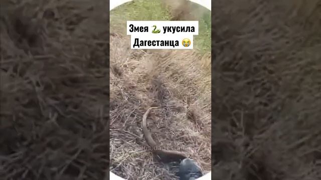 ЗМЕЯ ? УКУСИЛА ДАГЕСТАНЦА ? смотреть онлайн