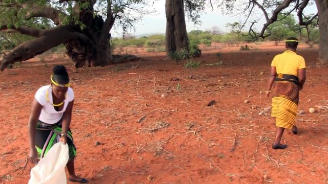 Baobab tree brings hope to rural people смотреть онлайн