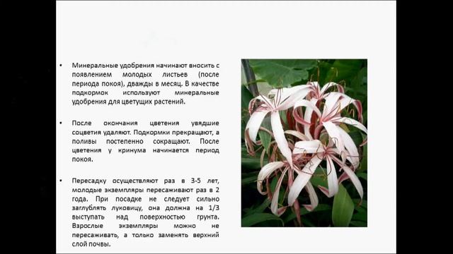 КРИНУМ смотреть онлайн