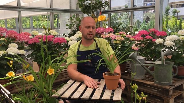 Scusate se esisto | Hemerocallis Stela de oro смотреть онлайн