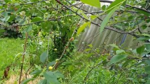 Черешни ИПУТЬ и БРЯНСКАЯ РОЗОВАЯ. Сравнение сортов