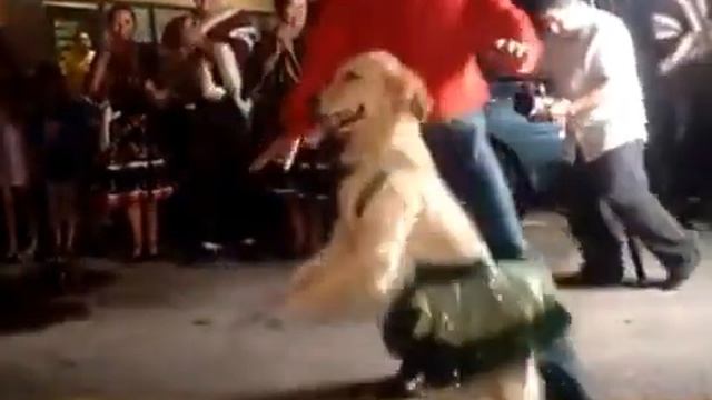 Танцующая собака! Реальный позитив! смотреть онлайн