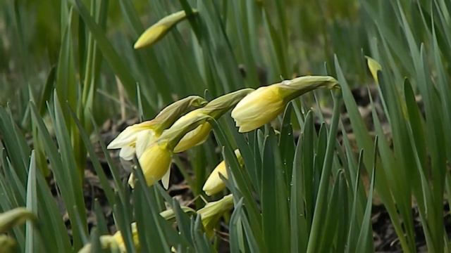 Нарцисс ранний 5 22 03 2020 л