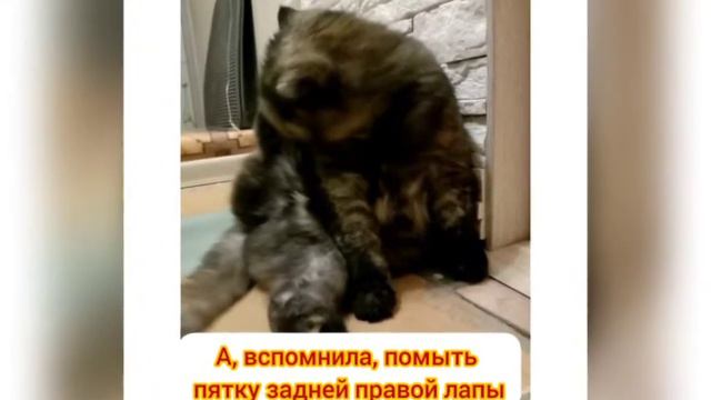 Позитивчик от домашней кошки Буси смотреть онлайн