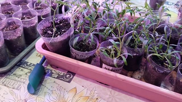 Будущая красота алисума сноу принцесс!!! черенкование🌺🌺🌺