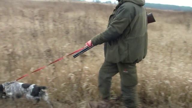 Испытание охотничьих собак по выращенному фазану. Харьков смотреть онлайн