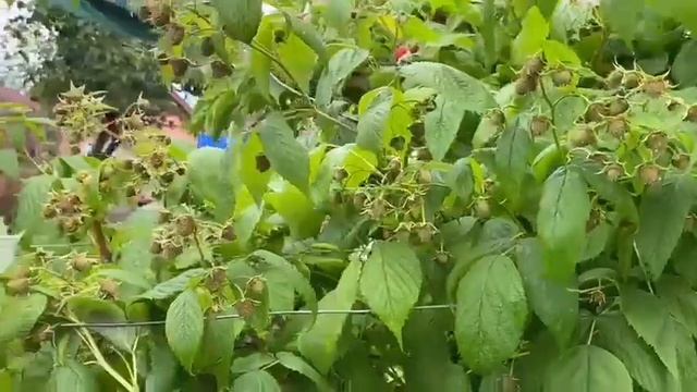 Обзор малины 04.06.2023 открытый грунт, Маравилла, Энросадира, Мапема смотреть онлайн