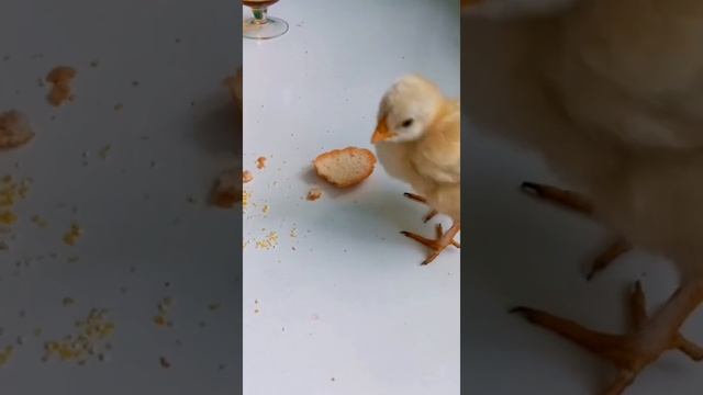 Единственный цыпленок у курицы наседки стал неожиданностью для хозяйки подворья смотреть онлайн