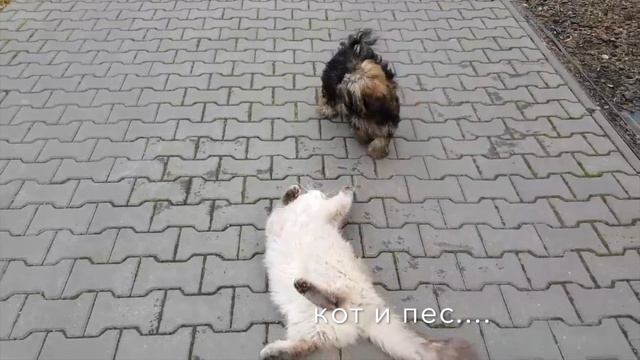 Собачья жизнь в Польше смотреть онлайн