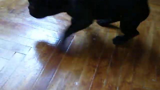 Французский бульдог и пылесос смотреть онлайн