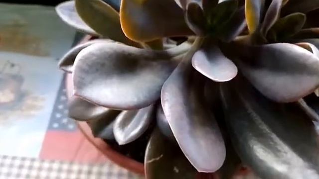 Echeveria metálica @ Plantando com amor смотреть онлайн