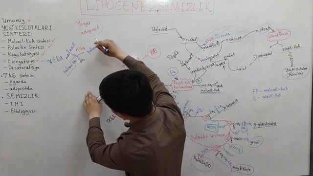 Biochemistry-12 | LIPOGENEZ-YOGʻ KISLOTALARI SINTEZI. SEMIZLIK. смотреть онлайн