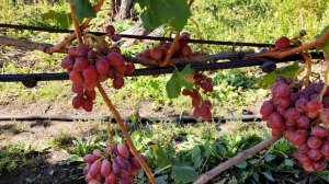 САМЫЕ УРОЖАЙНЫЕ СОРТА  ВИНОГРАДА