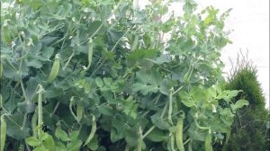 Горох от посадки семян до сбора урожая. Выращивание гороха в открытом грунте. Секреты