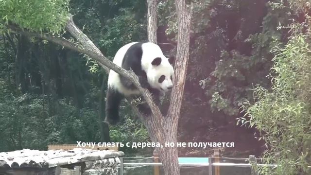 Самая милая китайская панда! смотреть онлайн