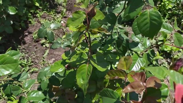 ПЛЕТИСТАЯ ТЕРРАКОТОВАЯ. Клаймберы (Large-Flowered Climber) смотреть онлайн