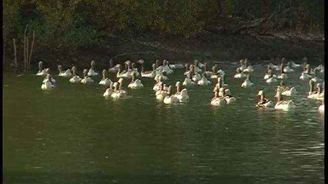 ЭТЮД ГУСИ.avi данков смотреть онлайн