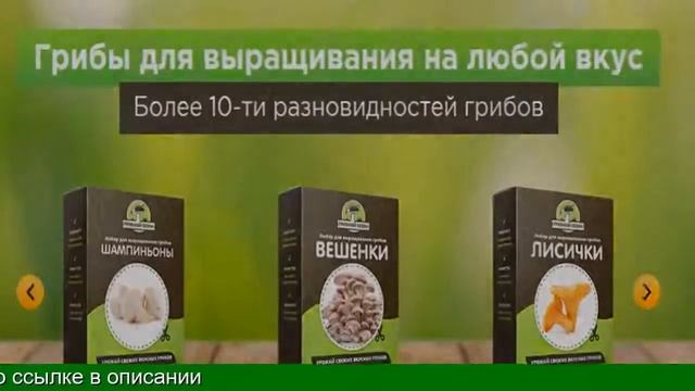 Грибы Дома Из Коробки смотреть онлайн