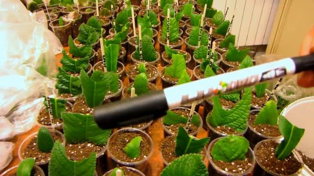 Быстро, дешево и много садим листья фиалок, стрепсов. Юлия Датта смотреть онлайн