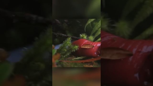 Гигантские пиявки хищники в деле смотреть онлайн