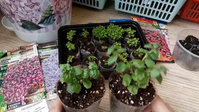 ВСХОДЫ БАКОПЫ И ЛОБЕЛИИ /МАХРОВАЯ ВЕГЕТАТИВНАЯ БАКОПА? смотреть онлайн