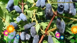 Жимолость съедобная Успех. Краткий обзор, описание характеристик lonicera edulis Uspekh