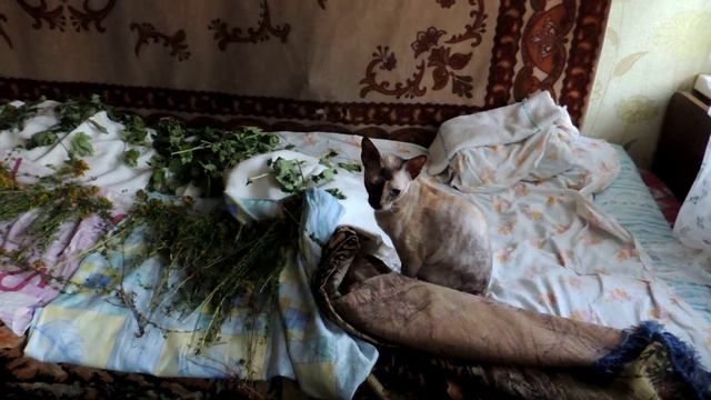Этот Забавный Сфинкс !!! - This Funny Sphynx!!! смотреть онлайн